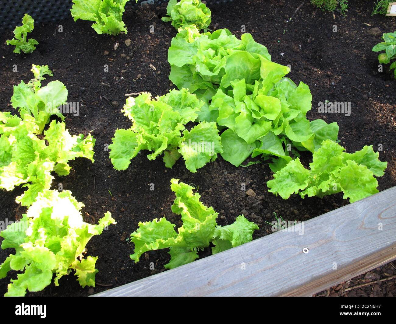 Lattuga a foglia in un letto da giardino rialzato in legno Foto Stock