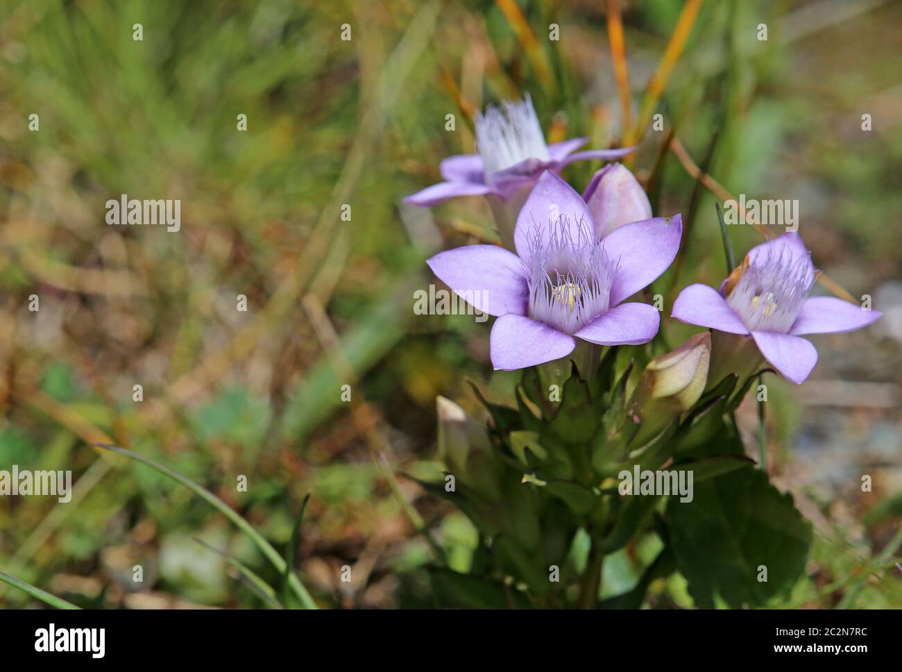 German Fransenenzian Gentianella germanica Foto Stock