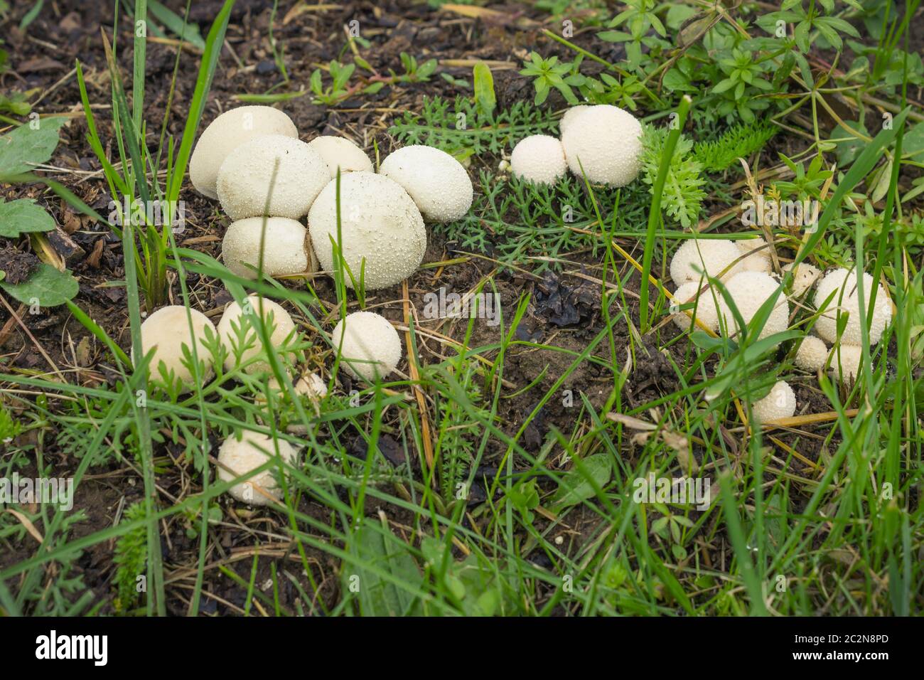 Fungo-slicker cresce abbondantemente su suolo bagnato Foto Stock