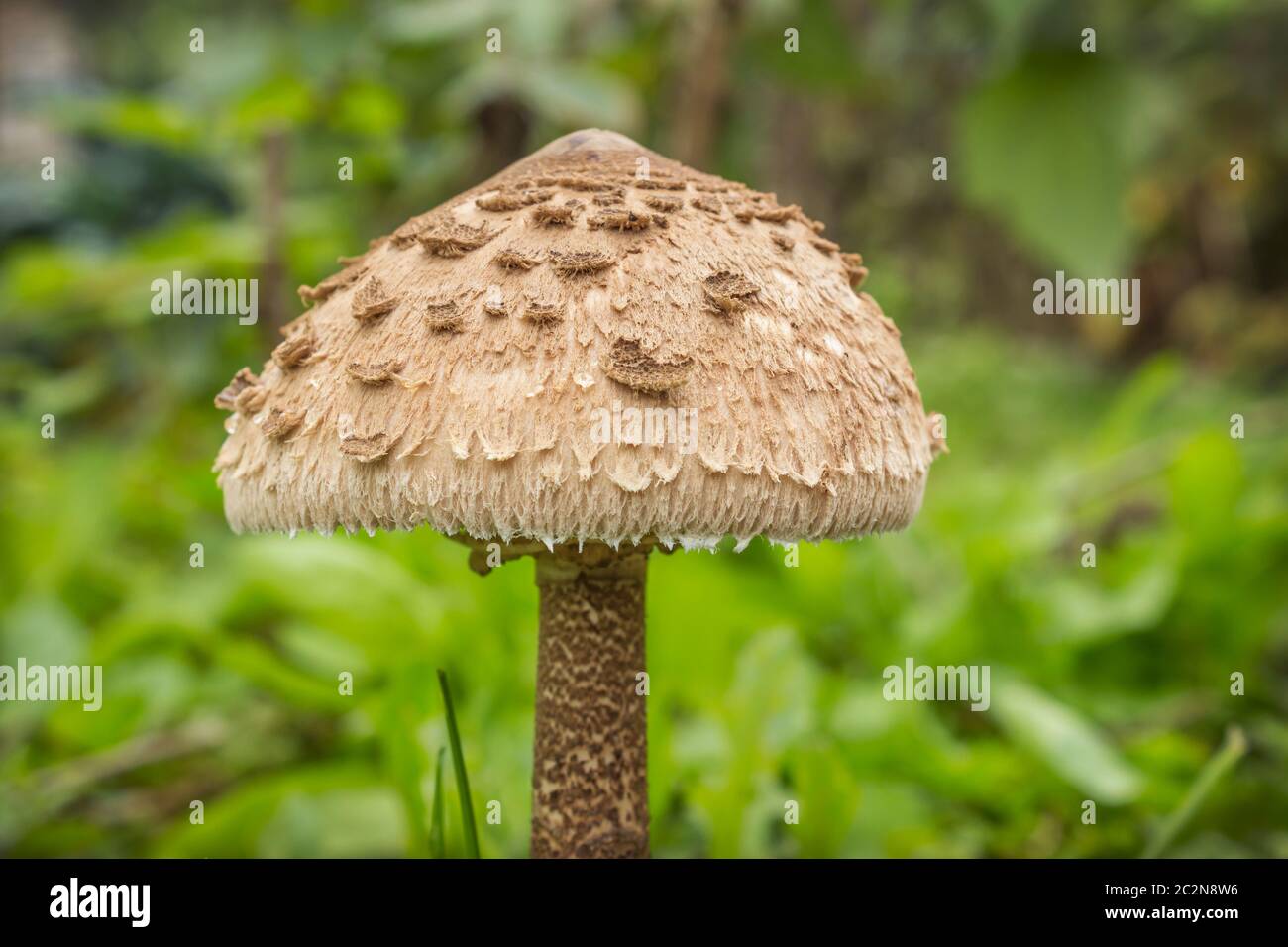 Ombrello funghi immagini e fotografie stock ad alta risoluzione - Alamy