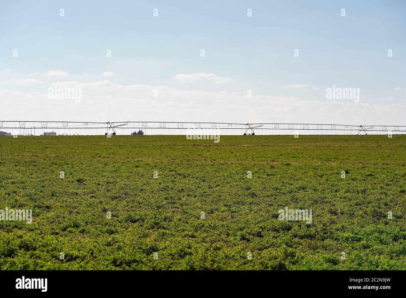 Paesaggio sparato di campi agricoli irrigati con acque sotterranee in zona desertica nel nord Arabia Saudita Foto Stock