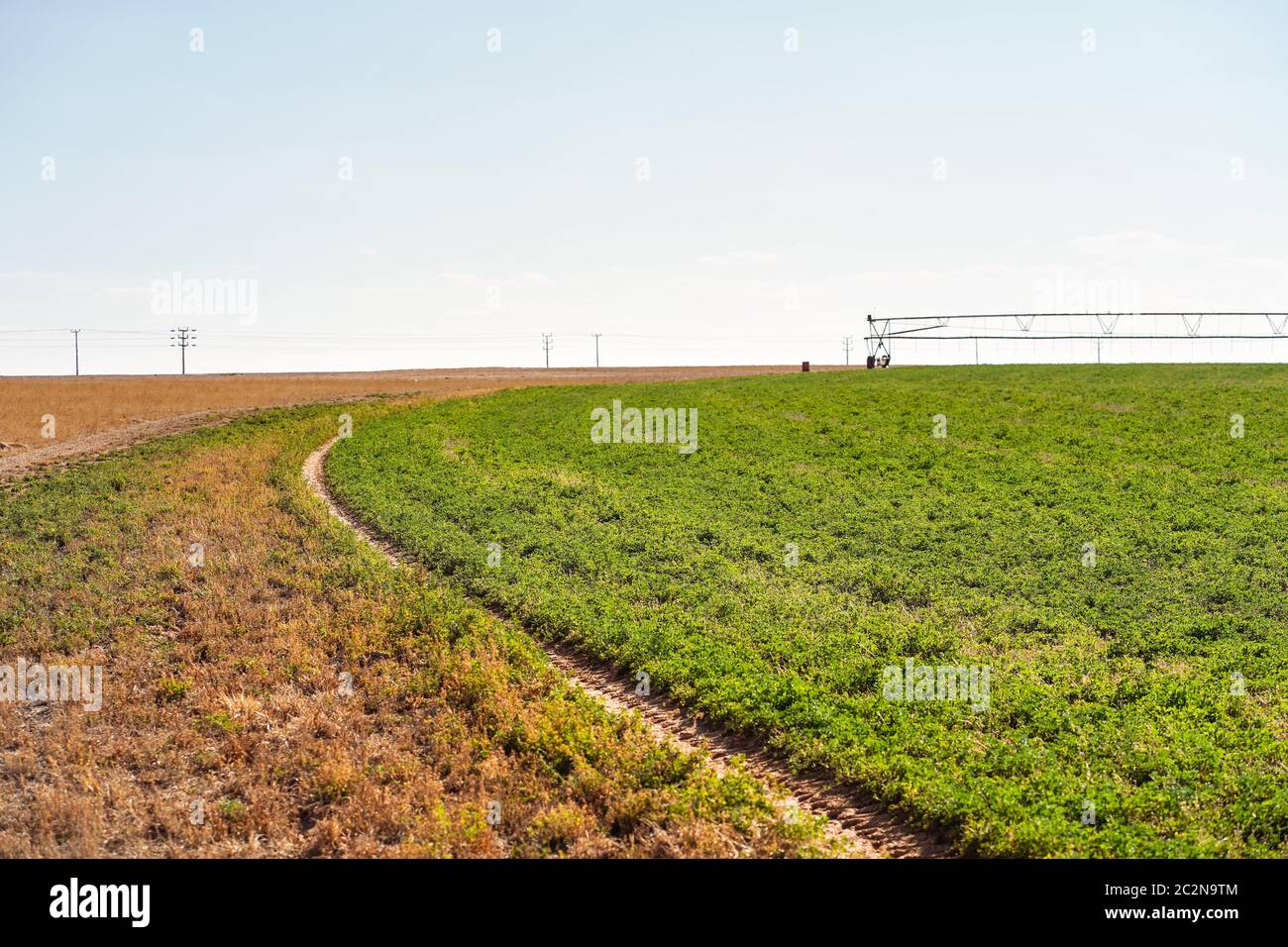 Paesaggio sparato di campi agricoli irrigati con acque sotterranee in zona desertica nel nord Arabia Saudita Foto Stock