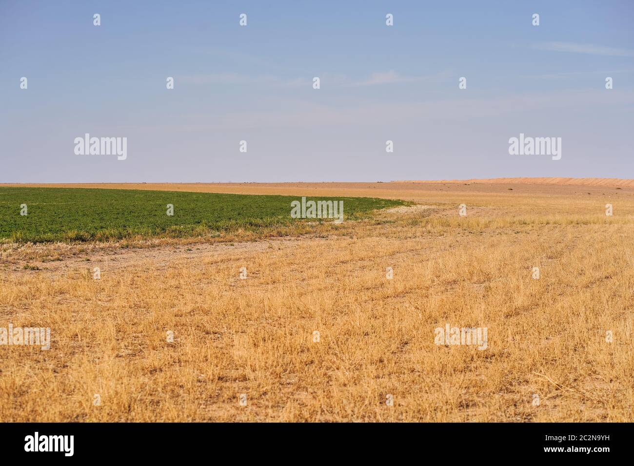 Paesaggio sparato di campi agricoli irrigati con acque sotterranee in zona desertica nel nord Arabia Saudita Foto Stock