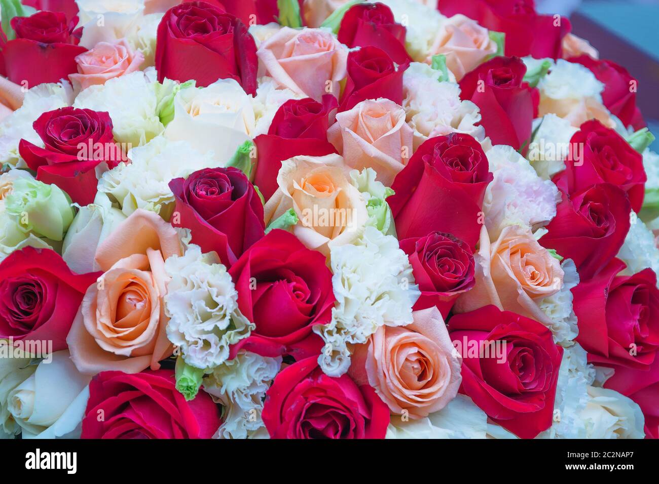 La lussureggiante bouquet di rose, rosso e rosa Foto Stock