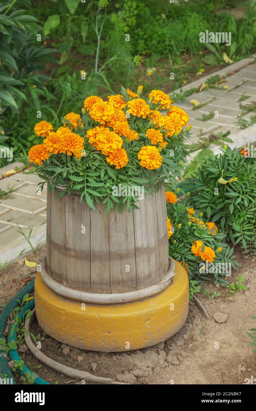 Fiori fioriti, piantati in un vecchio barile di legno Foto Stock