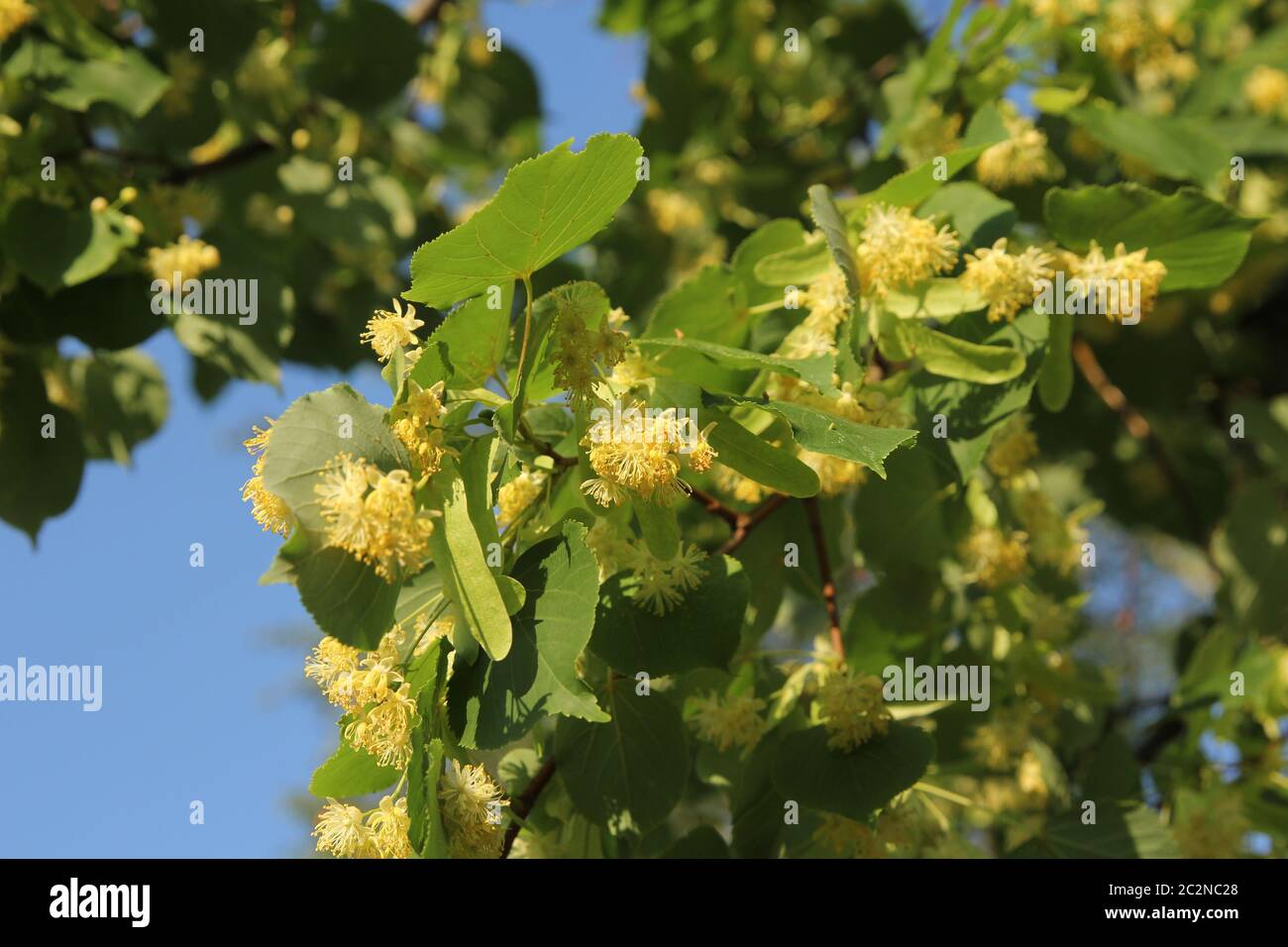 Albero di tiglio in fiore immagini e fotografie stock ad alta risoluzione -  Alamy