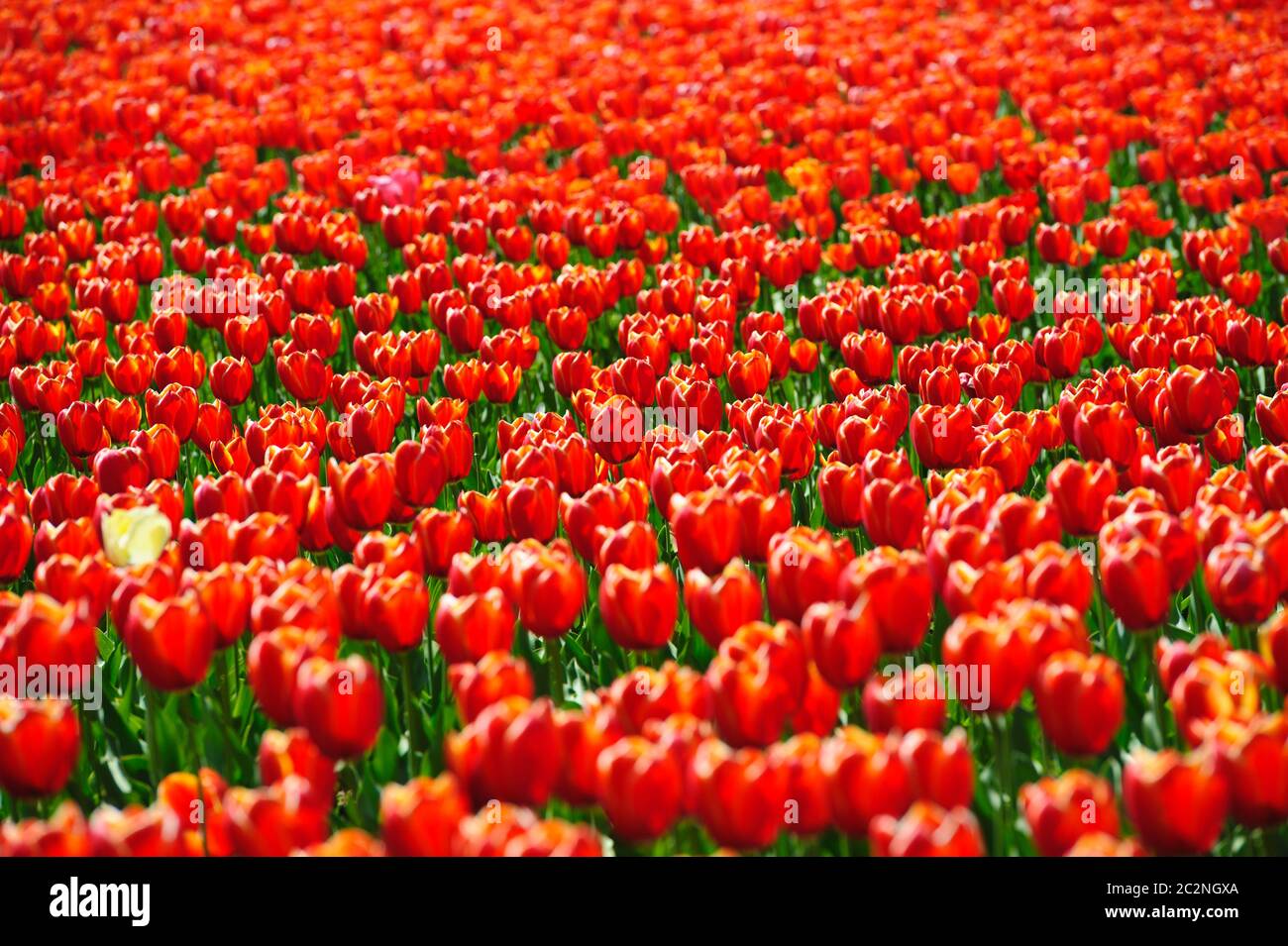 Tulipani campi durante la primavera Foto Stock