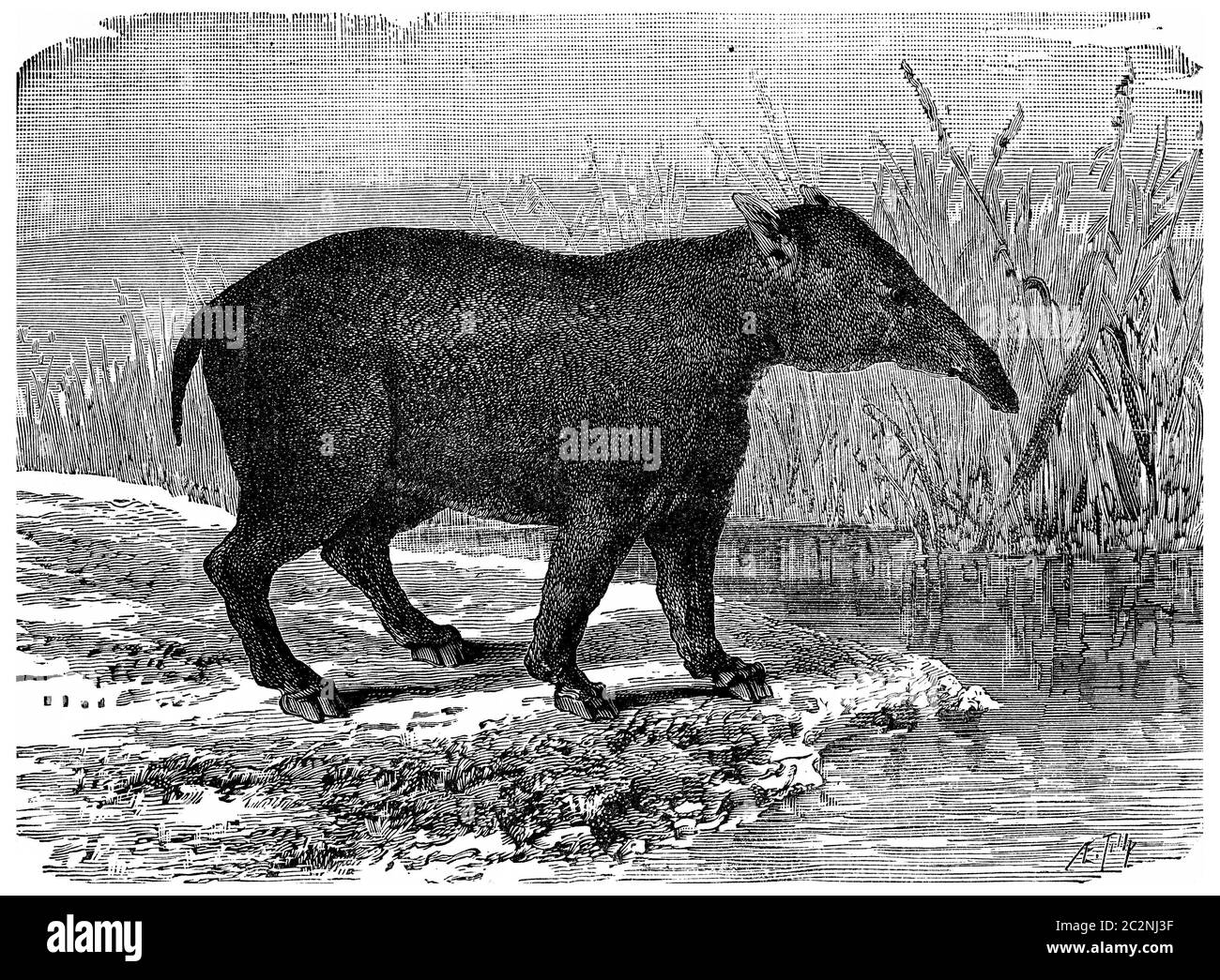 Il grande Paleotherium, il pachiderma mammifero del periodo Eocene, illustrazione d'annata incisa. Terra prima dell'uomo – 1886. Foto Stock