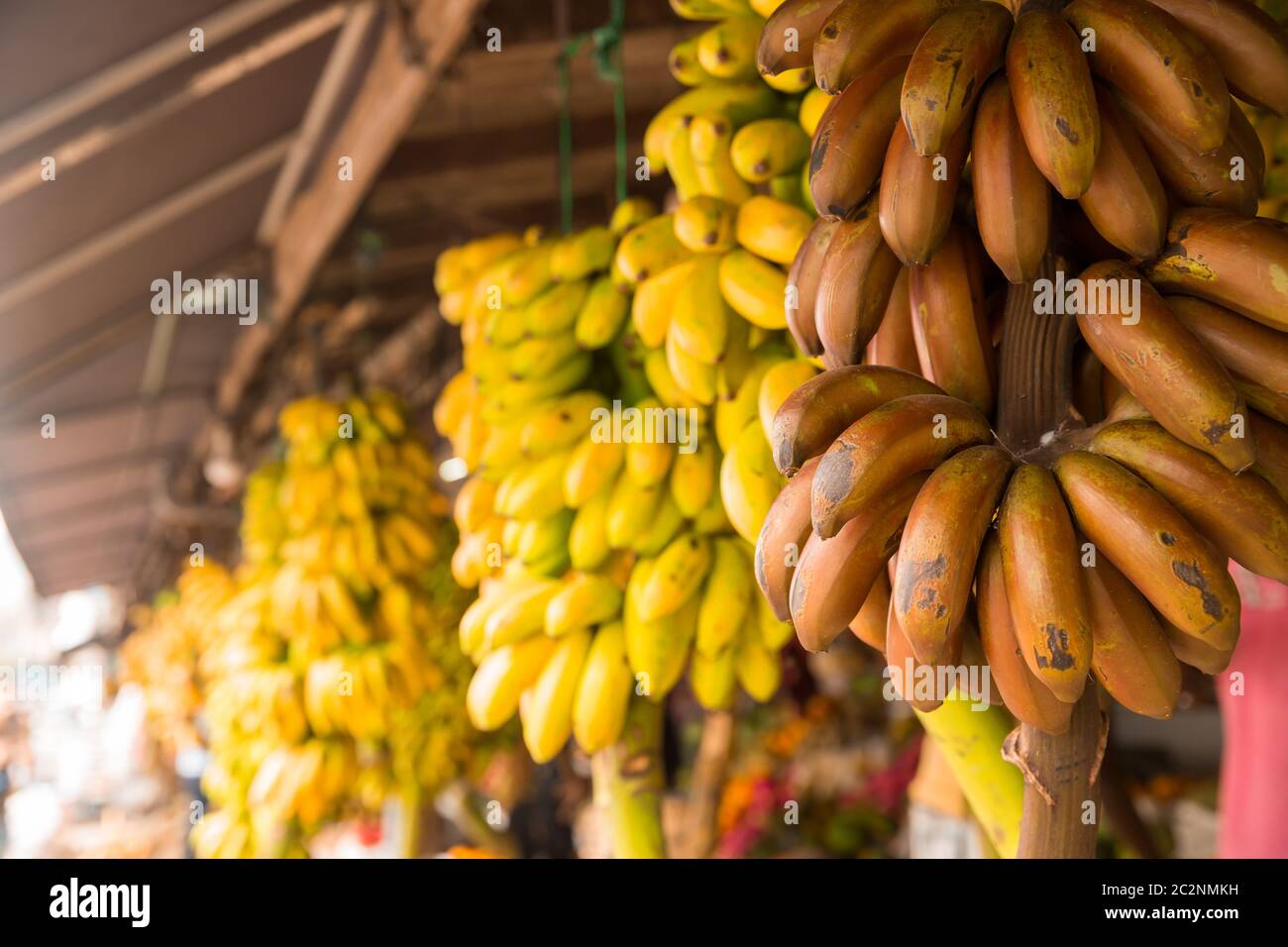 Banane mazzetto in negozio di frutta in Sri Lanka. Ceylon dolci tropicali Foto Stock