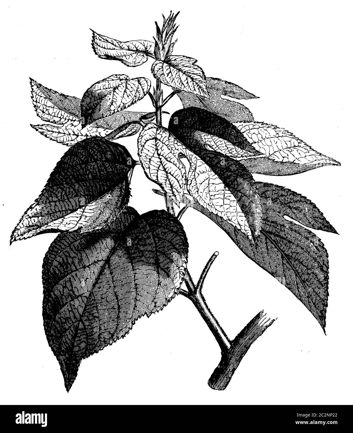 Carta gelso / Broussonetia papyrifera / Papiermaulbeerbaum (libro di botanica, 1905) Foto Stock