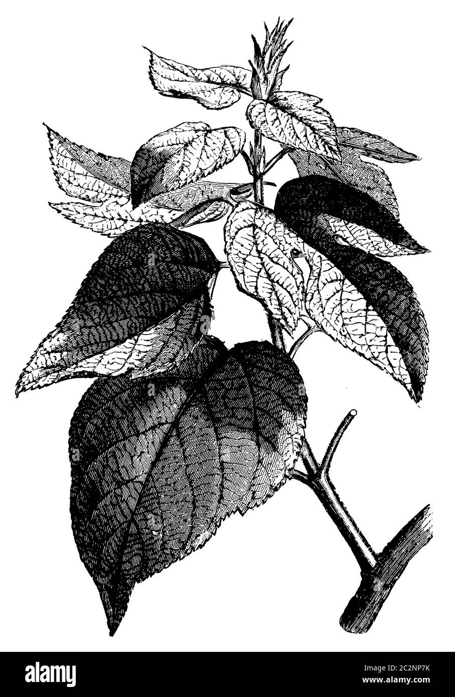 Carta gelso / Broussonetia papyrifera / Papiermaulbeerbaum (libro di botanica, 1899) Foto Stock