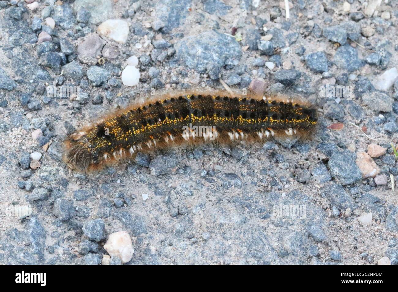 La fase larvale della falena bevente (Euthrix potatoria), presa a Hunterston in Ayrshire. Foto Stock