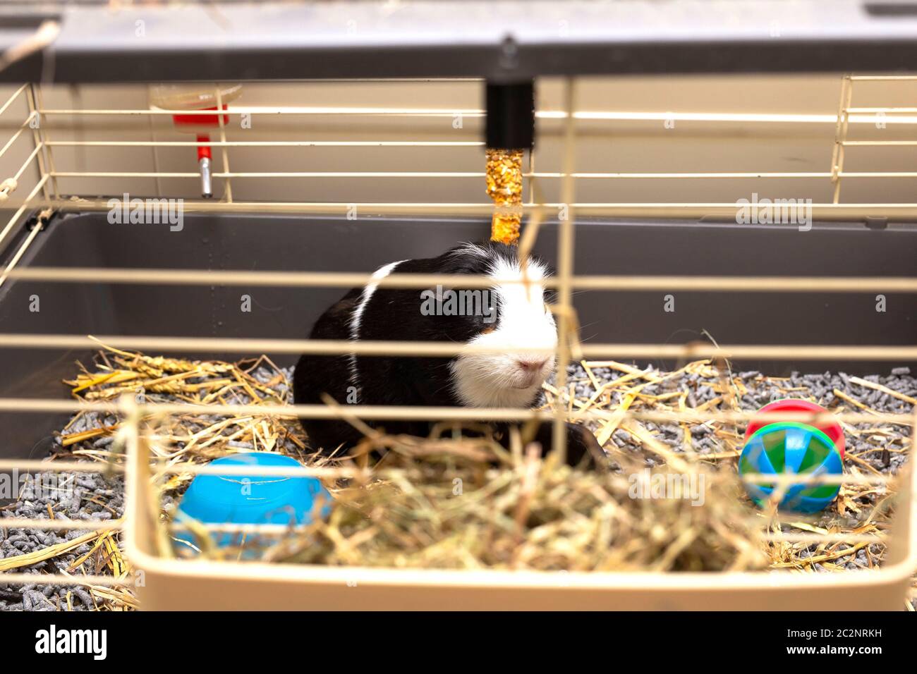Guinea-maiale nero e bianco nella sua gabbia, piccolo animale domestico carino primo piano con giocattoli, cibo e paglia felice Foto Stock