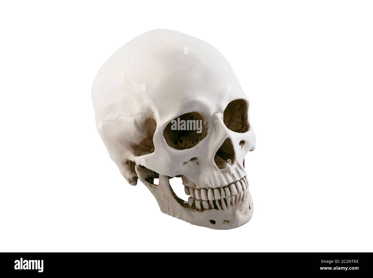 Cranio umano isolato su sfondo bianco con tracciato di ritaglio Foto Stock
