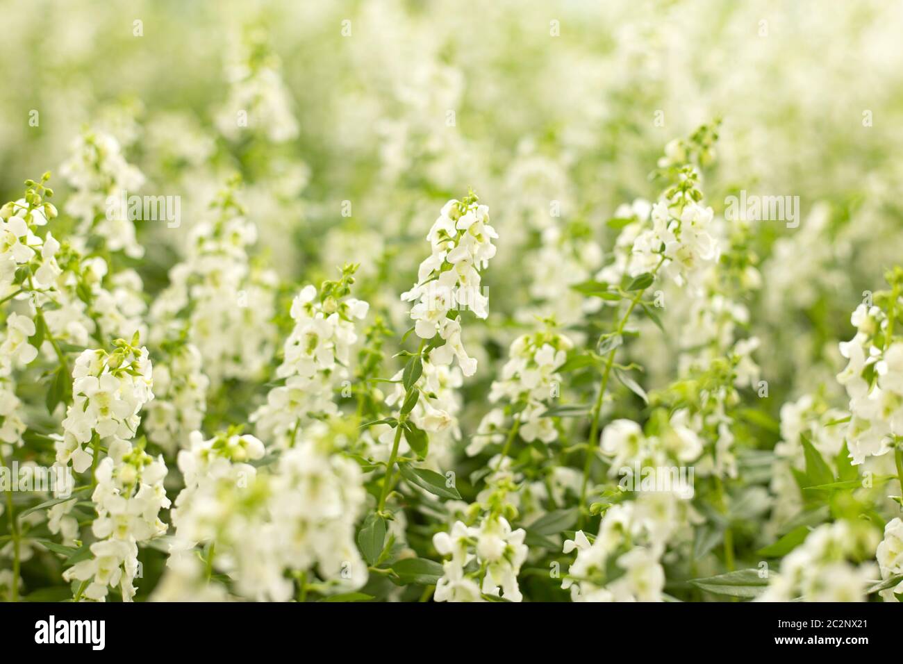 Campo di fiori bianchi. Sfondo sfocato floreale Foto Stock