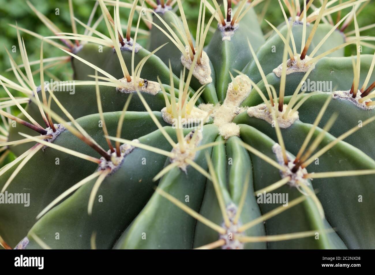Corona dentata cactus echinopsis Foto Stock