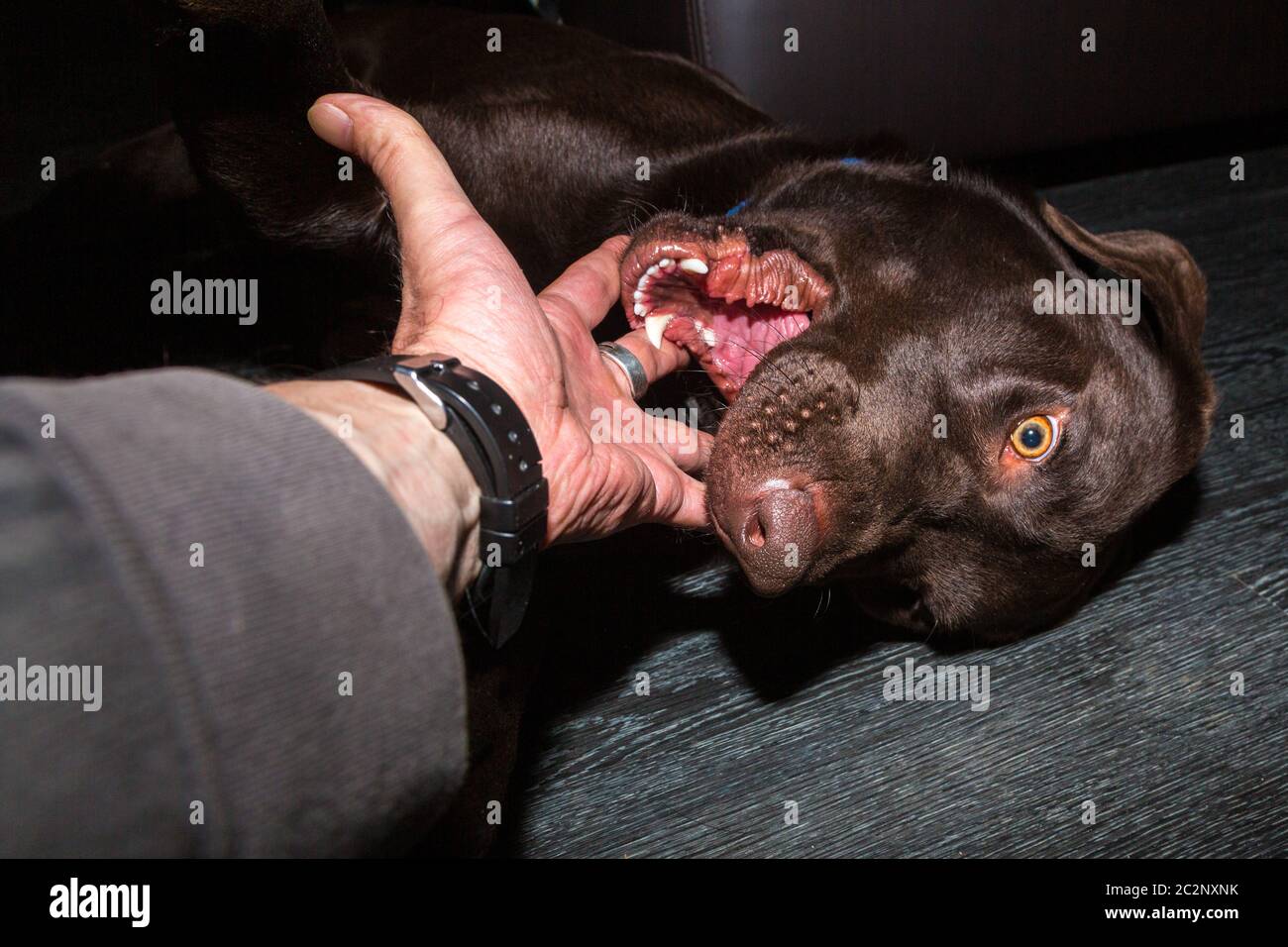 cane giocoso con morsi a bocca aperta in mano Foto Stock