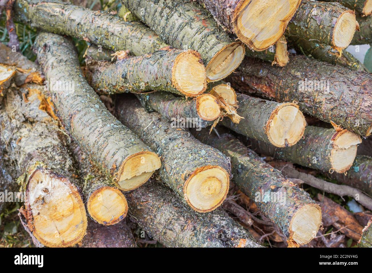 Preparandosi per l'inverno, lotti di legno duro di legna Foto Stock