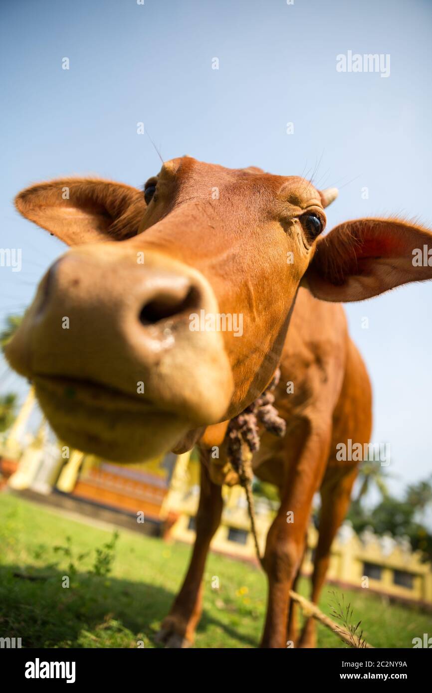 Piccola tazza di vitello mangiare erba closeup. Vacca è un animale sacro in Sri Lanka. Asia cultura, religione bubbhism Foto Stock