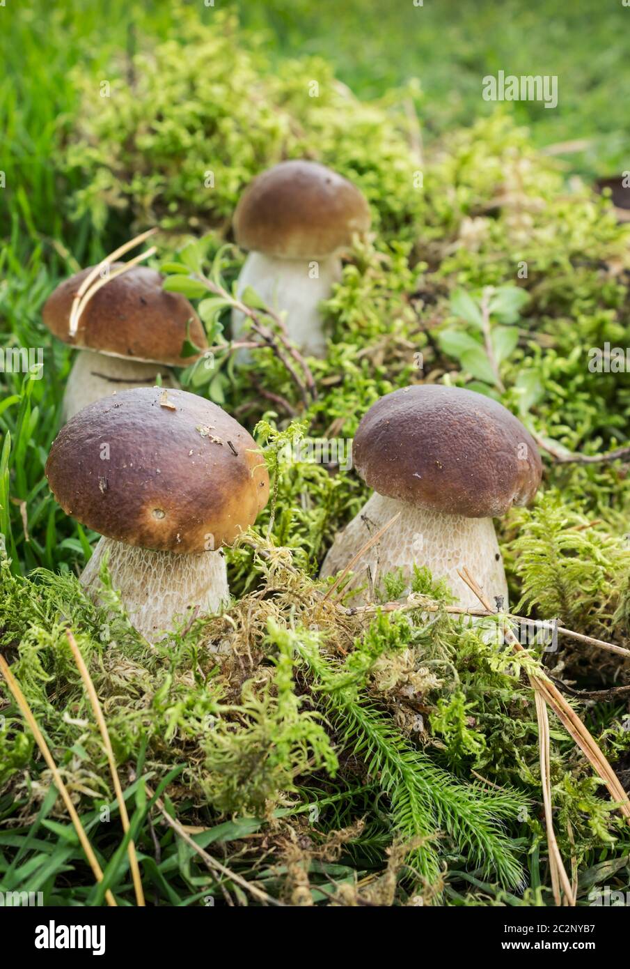 Il boleto di funghi di gruppo sembra bello tra il muschio Foto Stock