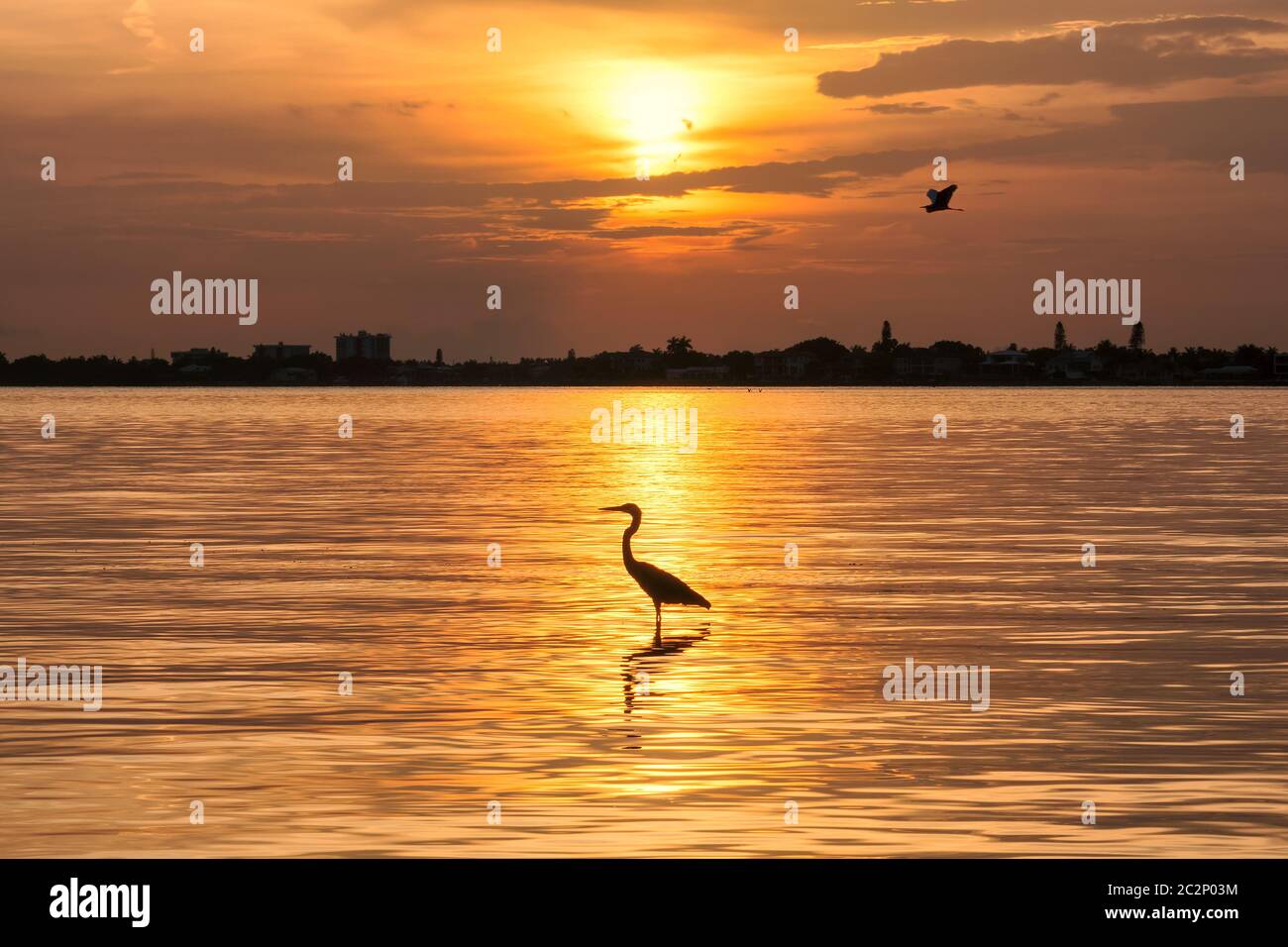 Tramonto sulla spiaggia di Siesta Key con l'uccello Heron al sole, Sarasota, Florida Foto Stock