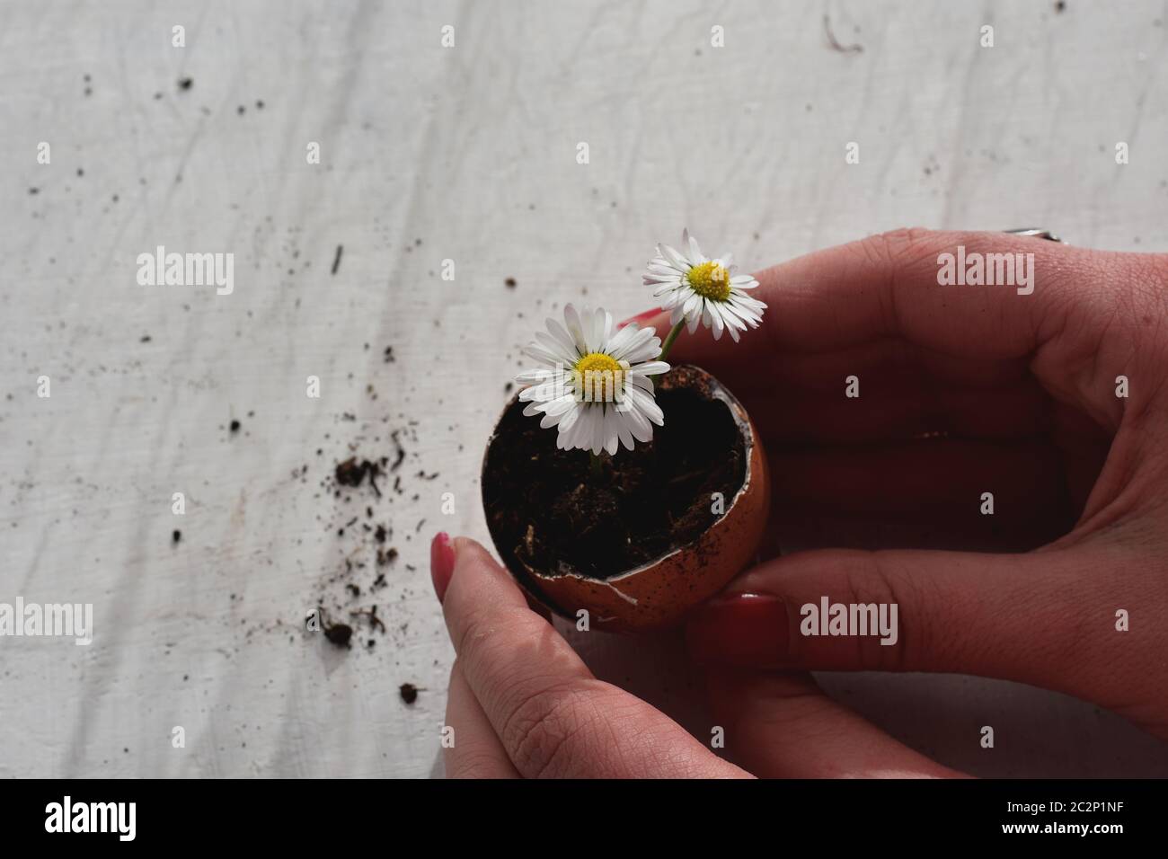 Donna che tiene bouquet di fiori margherita nel guscio d'uovo / immagine concettuale di speranza e di vita nuova Foto Stock