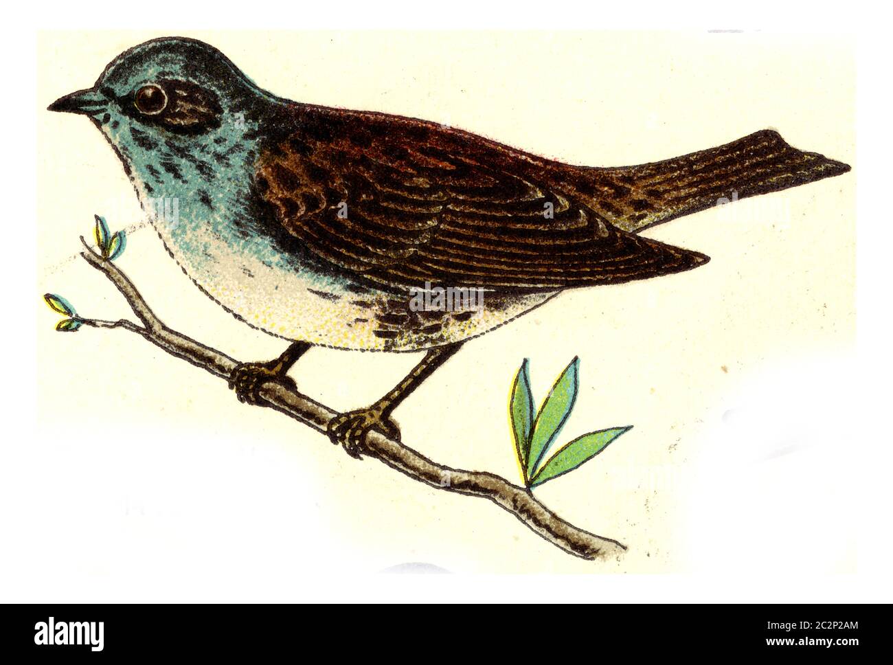 Dunnock, illustrazione vintage incisa. Da Atlante degli uccelli d'Europa di Deutch. Foto Stock