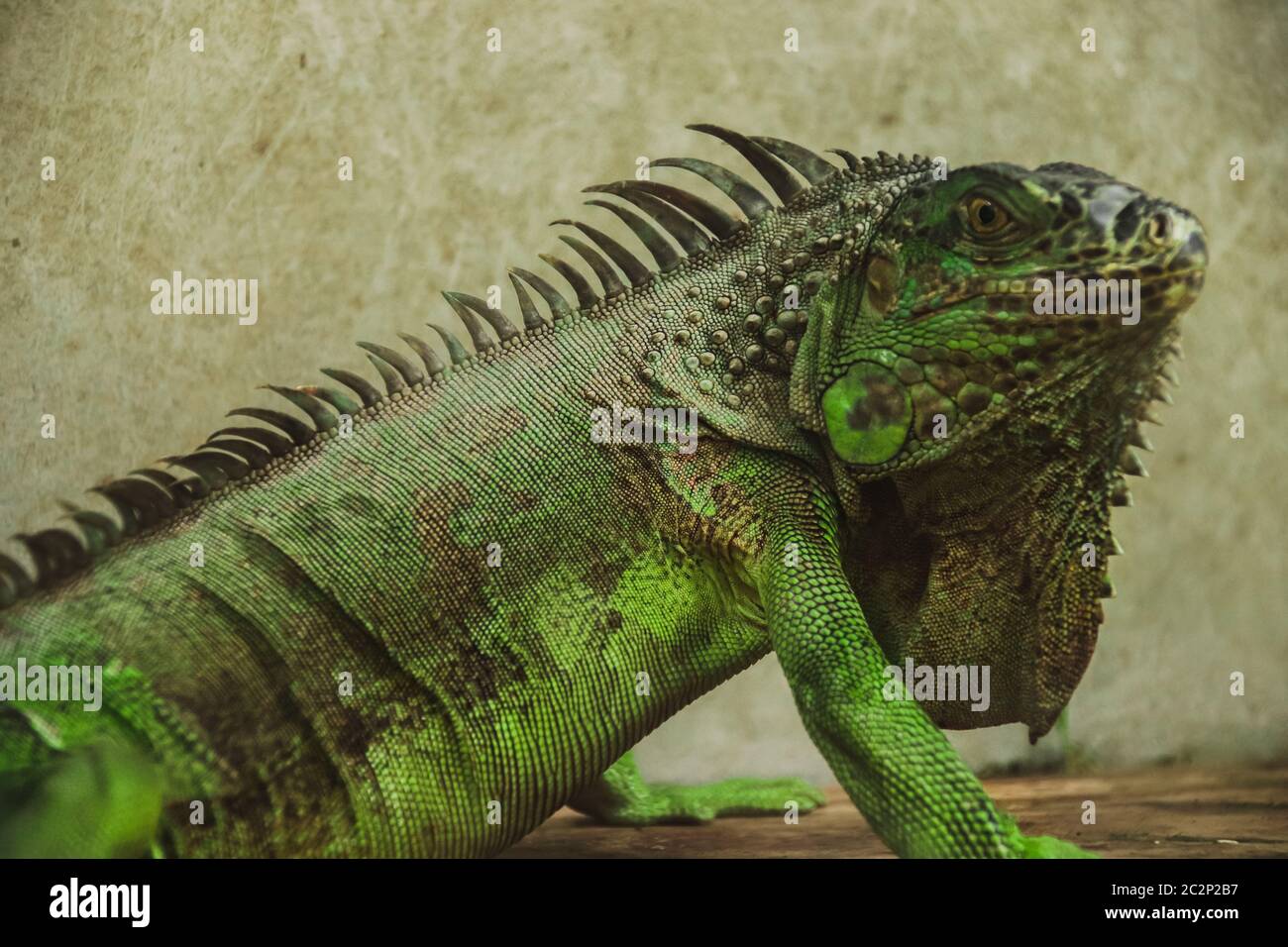 Iguana verde o iguana americana venduto come un animale domestico esotico Nel mercato del fine settimana di Chatuchak nella città di Bangkok Thailandia Foto Stock