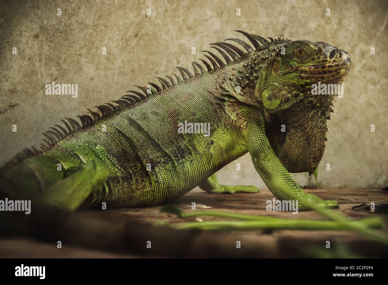 Iguana verde o iguana americana venduto come un animale domestico esotico Nel mercato del fine settimana di Chatuchak nella città di Bangkok Thailandia Foto Stock