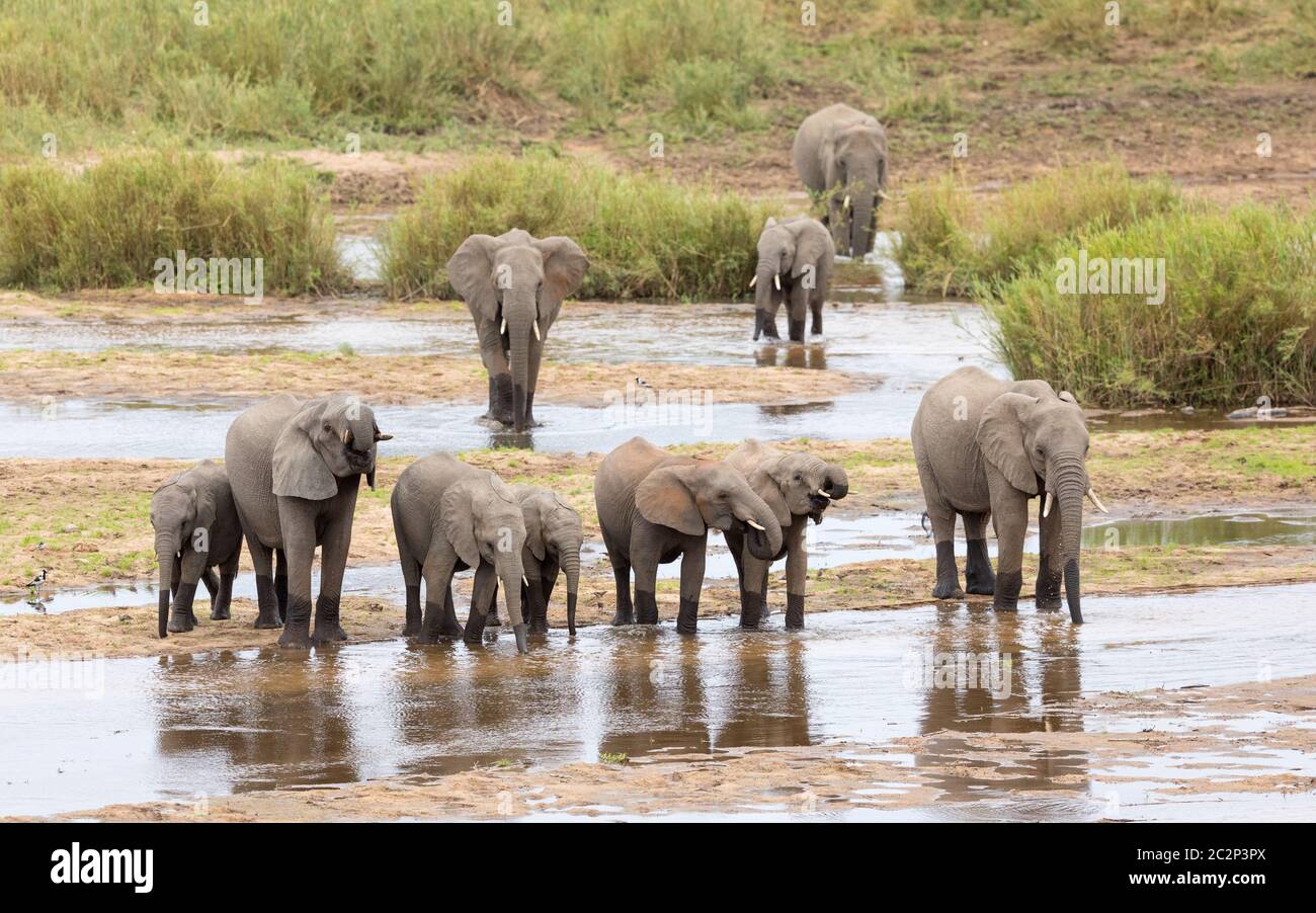 Mandria di elefanti composta da elefanti femminili e elefanti giovani che si trovano ai margini dell'acqua potabile nel Kruger Park Sud Africa Foto Stock