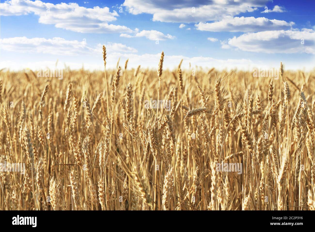 Campo di grano maturo Foto Stock