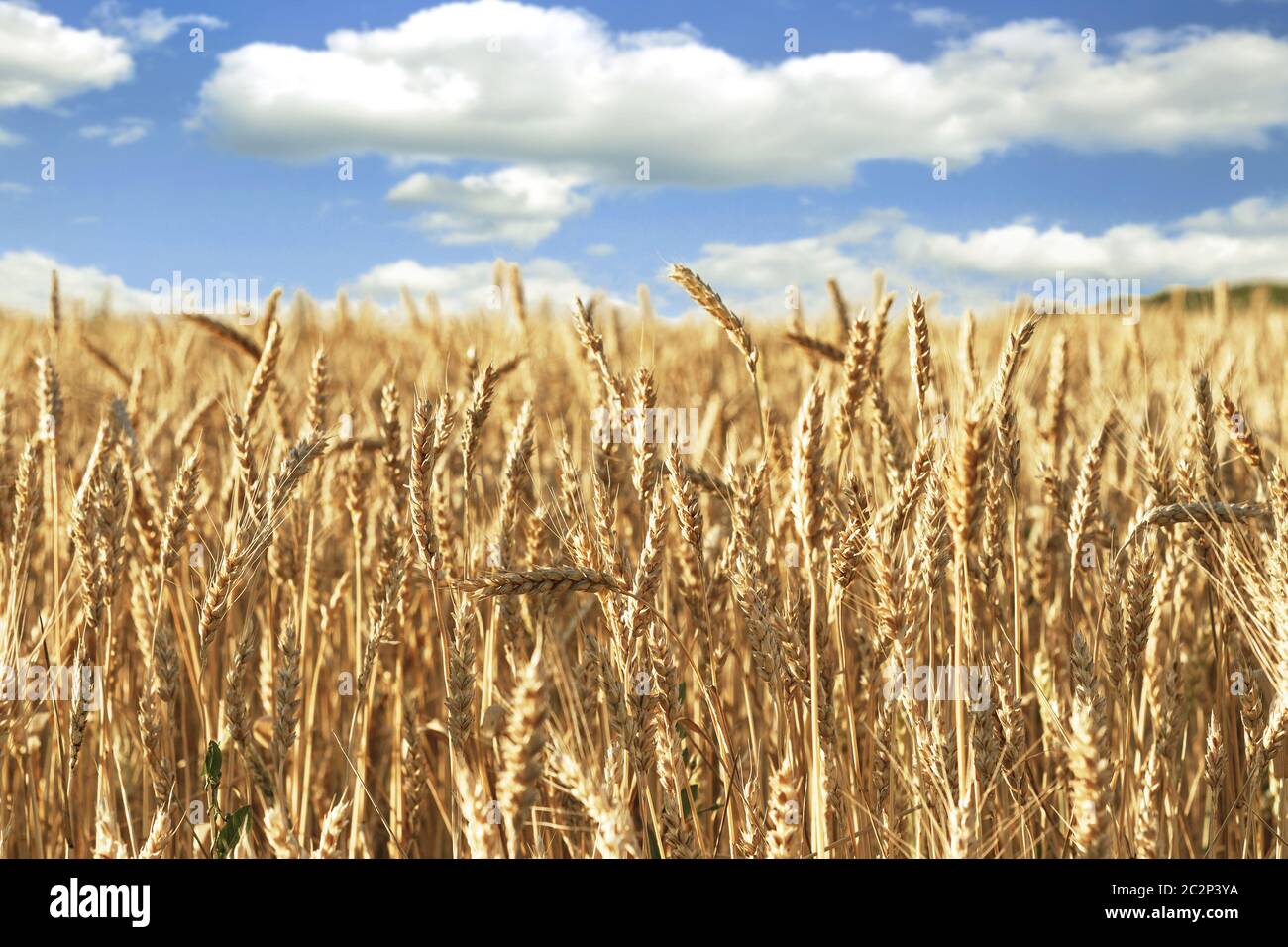 Campo di grano maturo Foto Stock