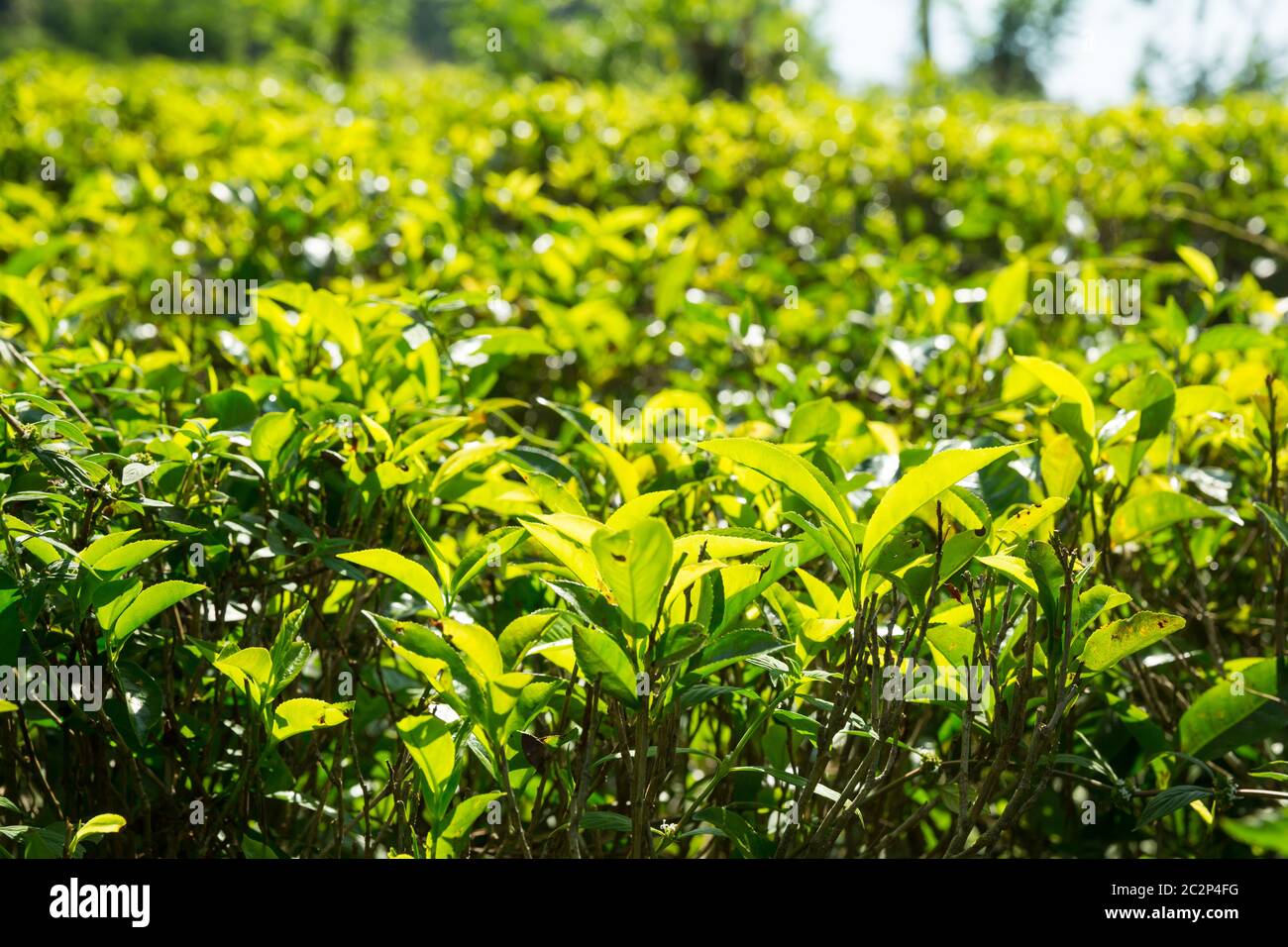 Tè di Ceylon boccole, piantagioni verdi dello Sri Lanka. I campi di raccolta Foto Stock