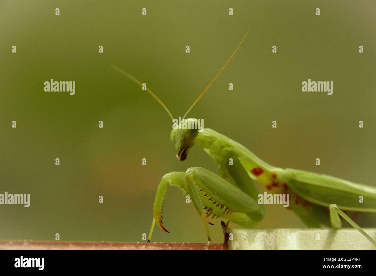 Primo piano di una mantide verde in preghiera o Mantodea che Mostra il concetto della stagione primaverile ed estiva Foto Stock