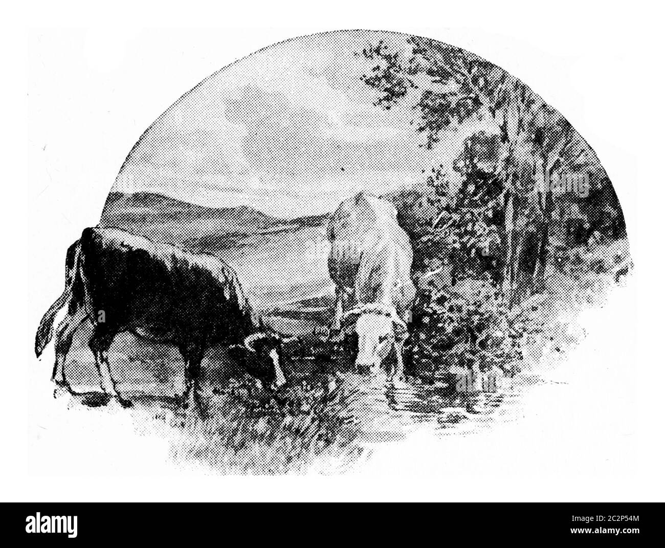 La mucca mangia erba e trifoglio dal prato, beve acqua dal ruscello, annata illustrazione incisa. Foto Stock