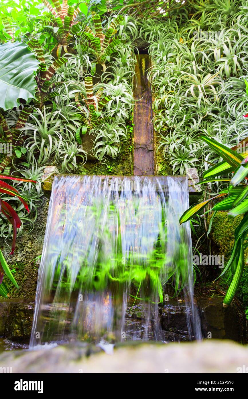 Cascata con piante diverse sullo sfondo. Concetto di giardino verde. Foto Stock