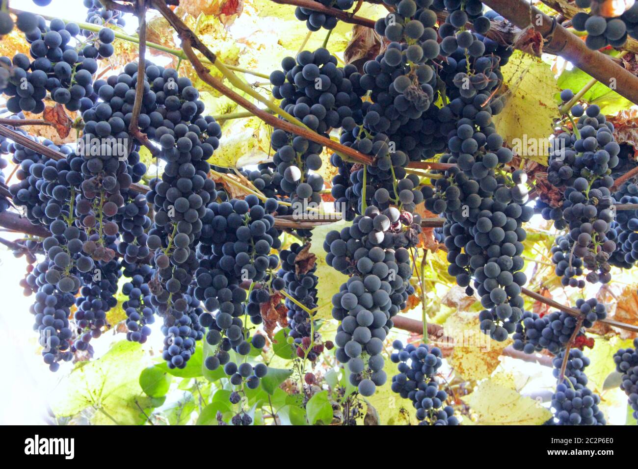 Grandi grappoli di uve blu mature appendono. Ricco raccolto di uva appesa dall'alto Foto Stock