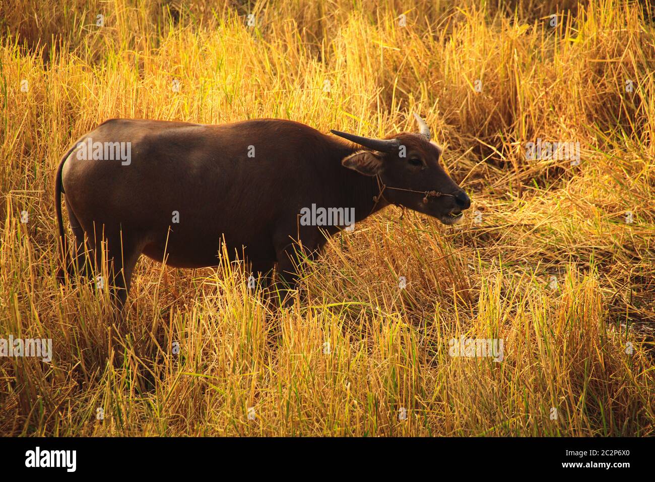 Un bufalo d'acqua che pascolano su campi di riso secco mostrando la vita rurale a Kampot, Cambogia Foto Stock Un bufalo d'acqua che pascolano su campi di riso secco mostrando la vita rurale a Kampot, Cambogia Foto Stock