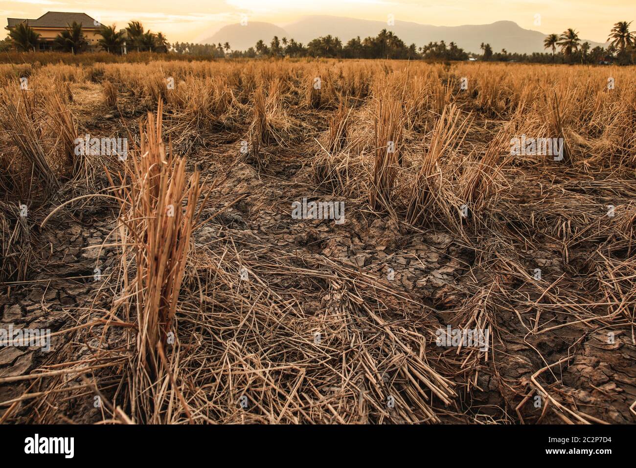 I campi di riso devastati da prolungano la siccità a causa del cambiamento climatico e del riscaldamento globale Foto Stock