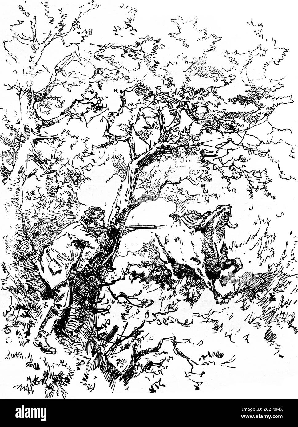 Narcissus Nicaise perilous avventure nel Congo. Cartucce di grazia che le sue tasche erano piene, poteva uccidere il bufalo, illustra d'epoca incisa Foto Stock