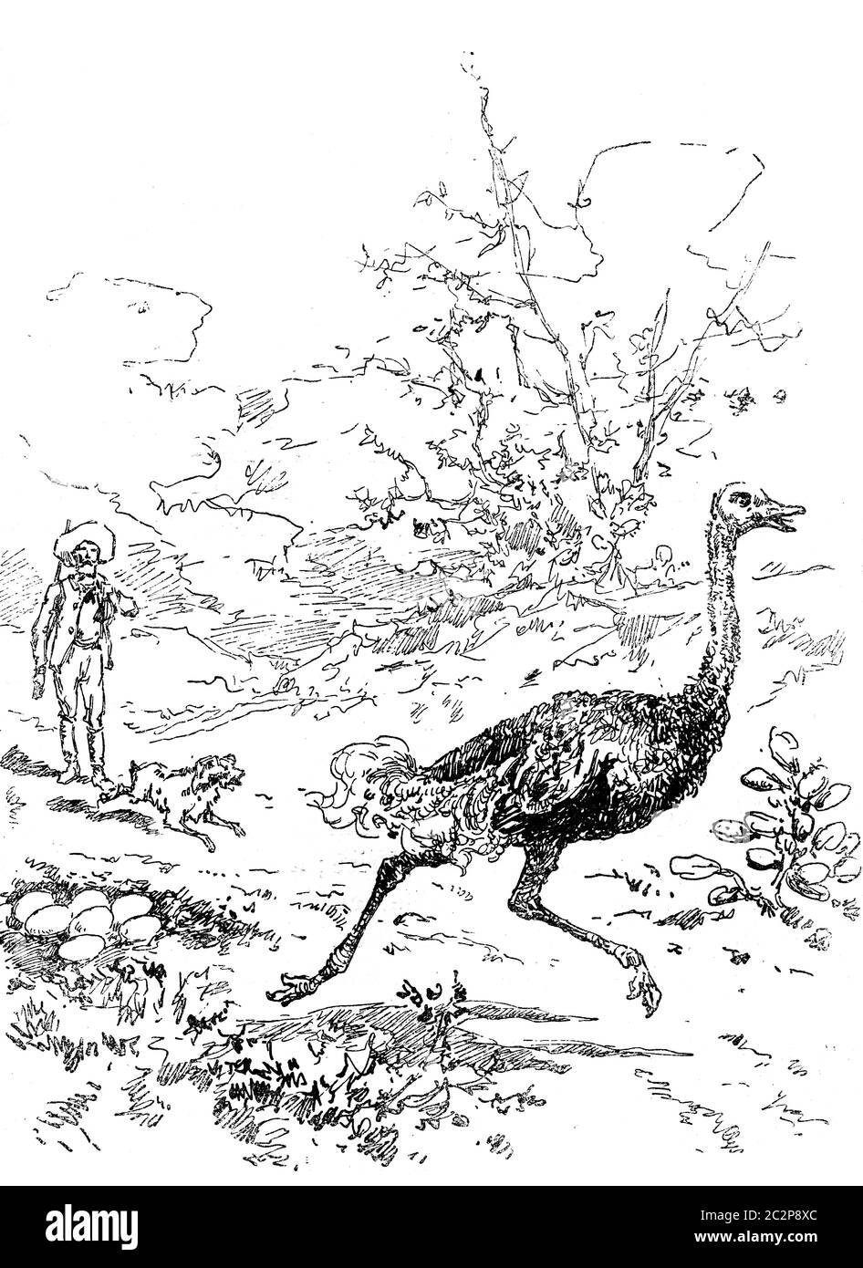 Narcissus Nicaise perilous avventure nel Congo. Pierrot abbaiato contro un grande struzzo, vintage inciso illustrazione. Journal des Voyage, viaggio Foto Stock