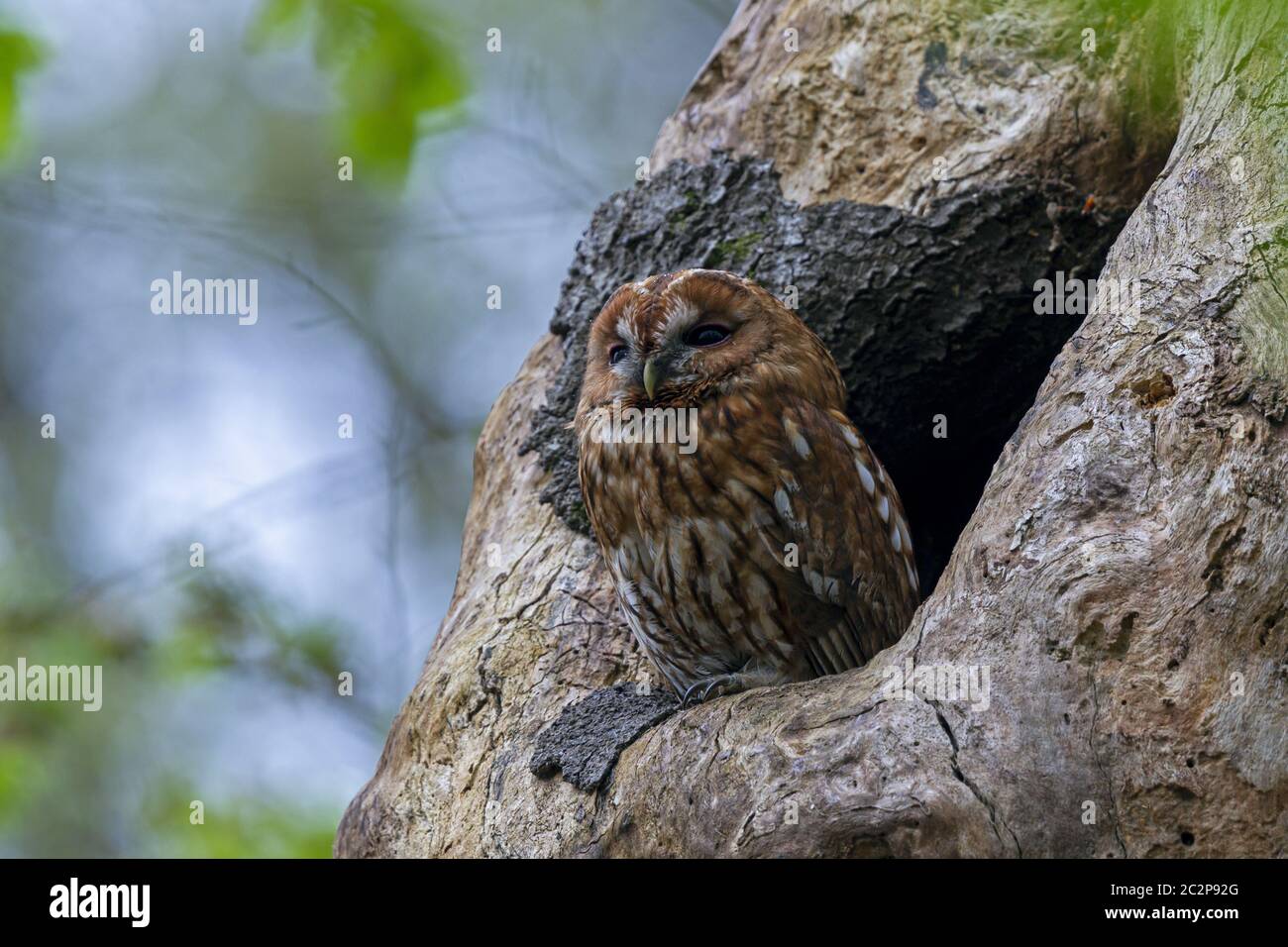 Gufo tawny davanti al suo buco dell'albero Foto Stock