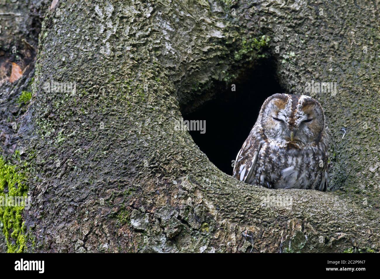 Gufo tawny davanti al suo buco dell'albero Foto Stock