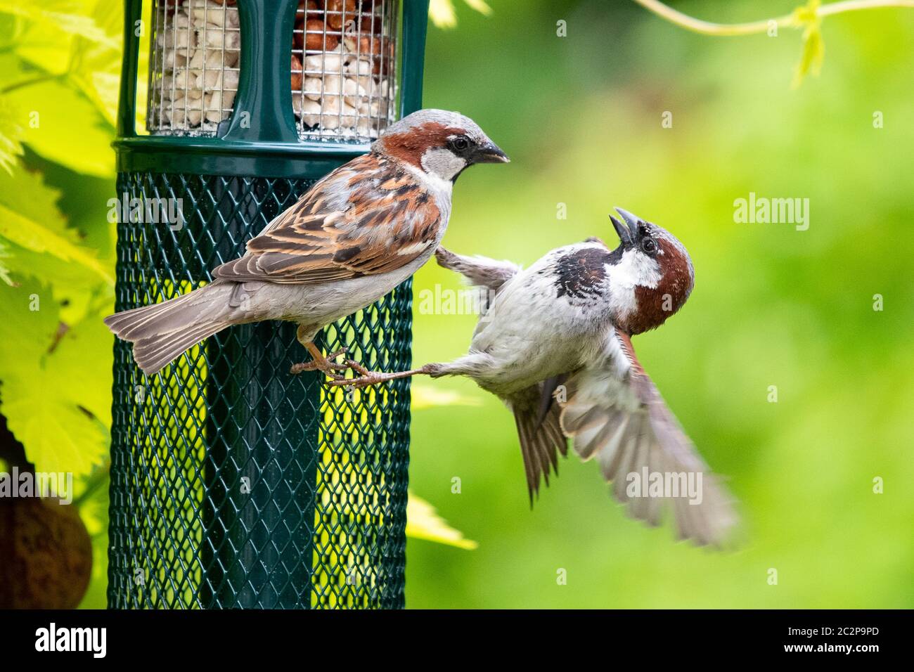 Passeri di casa maschile (Passer domesticus) che combattono su un alimentatore di uccelli riempito di suet e arachidi - Scozia, Regno Unito Foto Stock