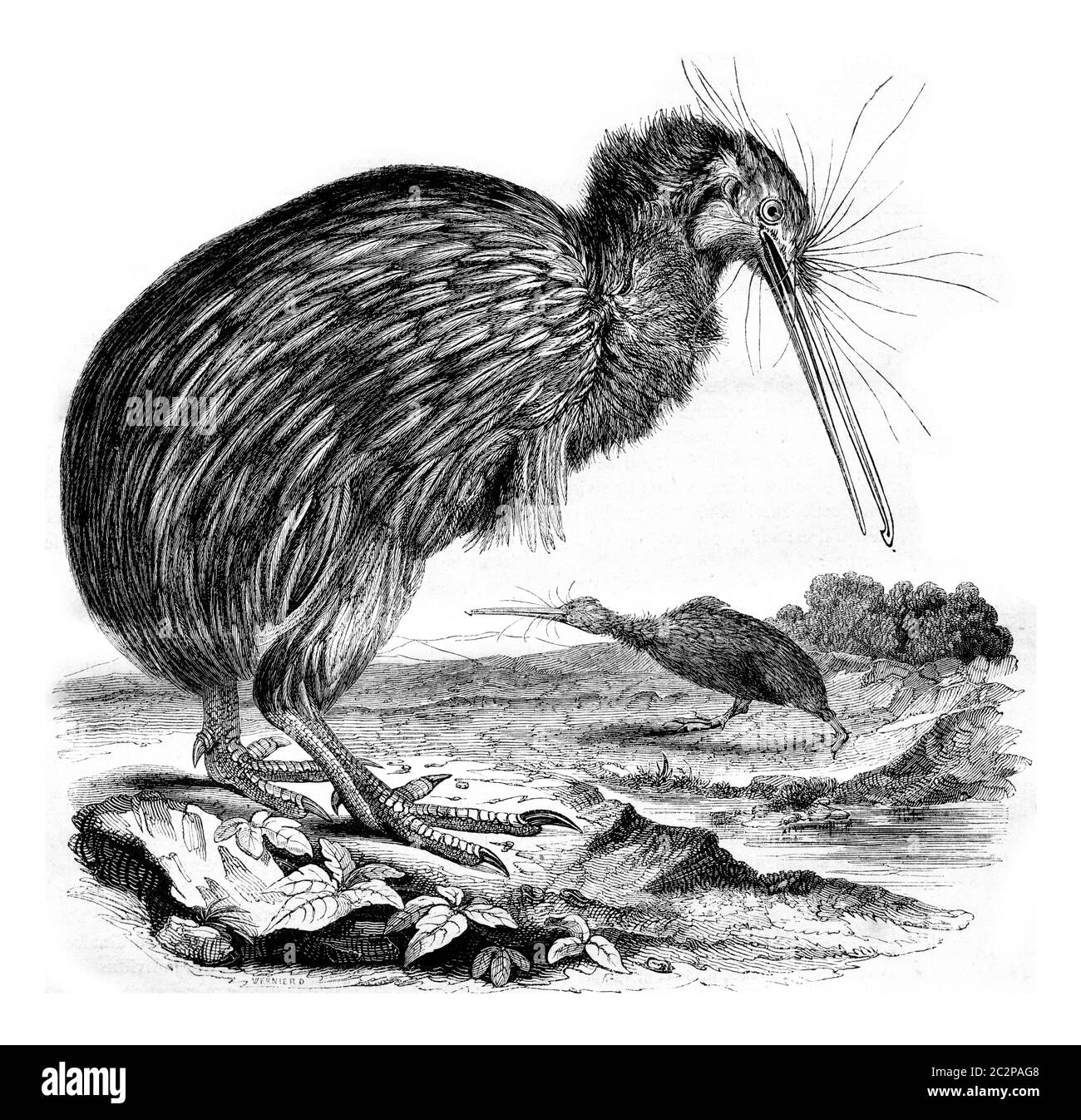 L'Apteryx, Museo di Storia Naturale, illustrazione d'epoca incisa. Magasin Pittoresque 1842. Foto Stock