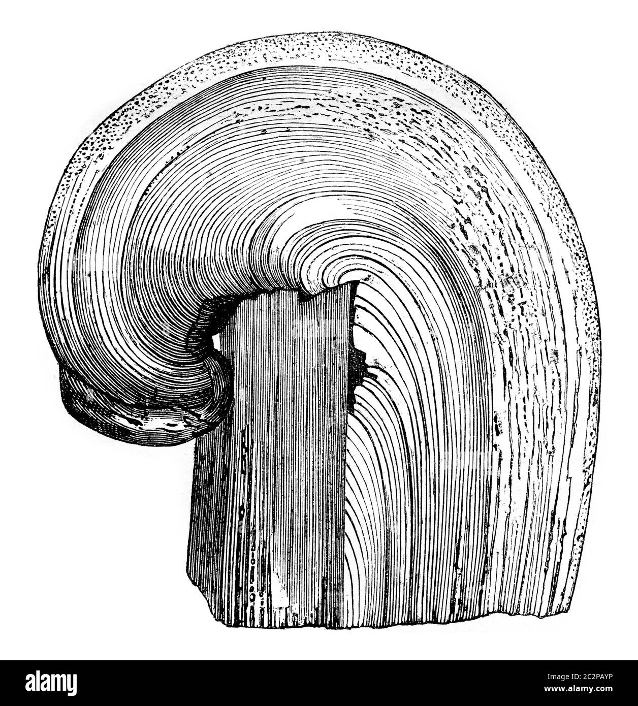 Ceppo di abete bianco che continua a vegetare, illustrazione vintage incisa. Magasin Pittoresque 1844. Foto Stock