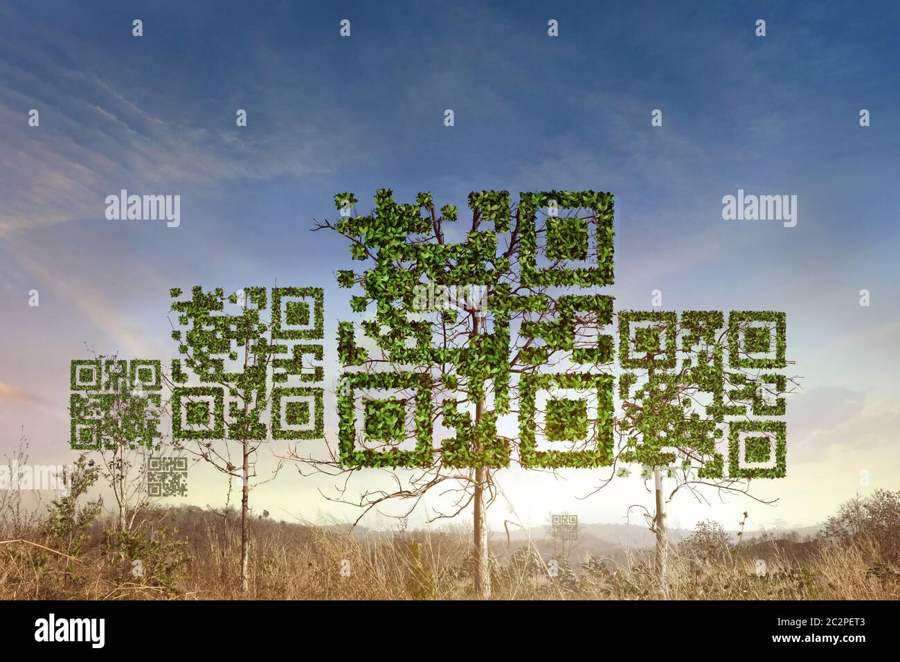 Albero del codice QR con un simbolo sullo sfondo asciutto della foresta. Tecnologia, Business e natura concetto. Foto Stock