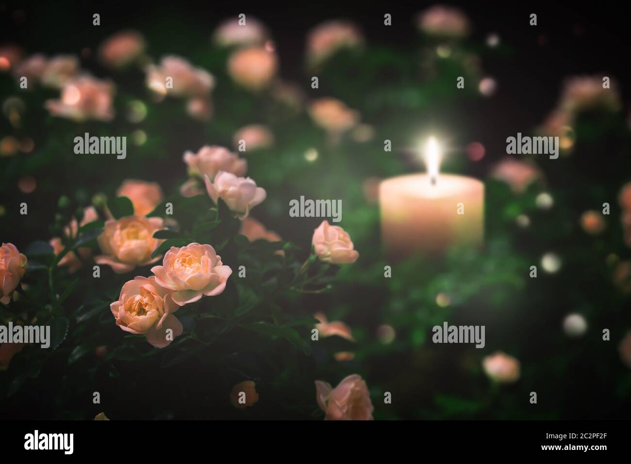 splendidi fiori di rosa intorno a un concetto di luce di candela sfocata per la tranquillità durante la cerimonia del lutto Foto Stock