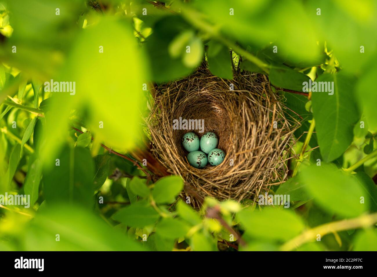 Nido d'uccello Mavis. Nest of Song thrush, Turdus philomelos con quattro uova blu a macchie. Vista dall'alto, messa a fuoco selettiva. Foto Stock