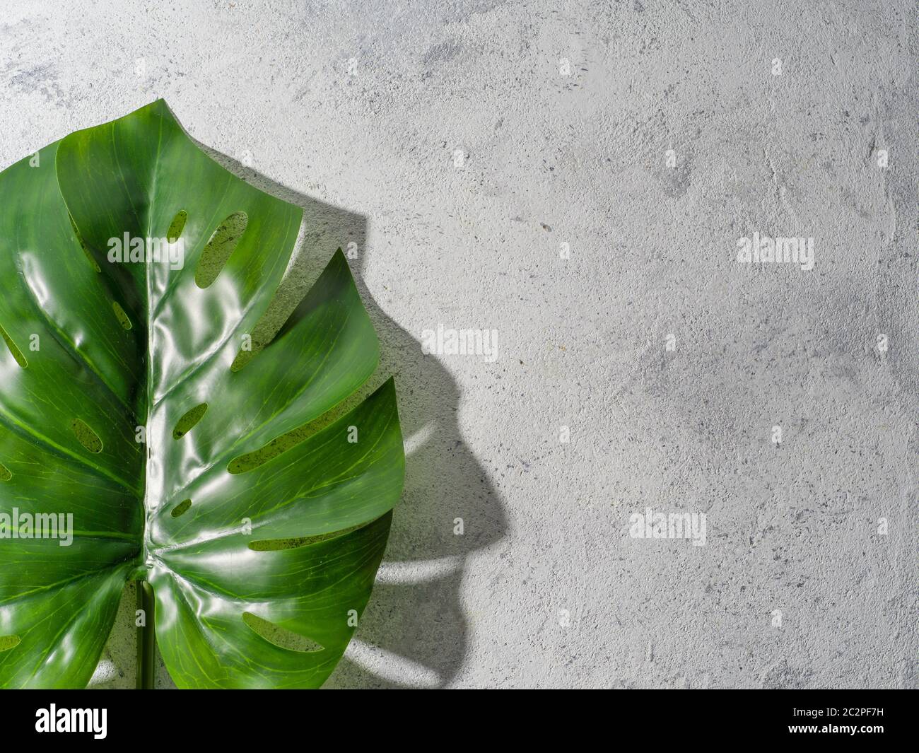 Foglia di Monstera su sfondo grigio Foto Stock